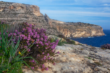 Beautiful cliffs and flowers on the Malta seacost, around famous Blue Grotto destination