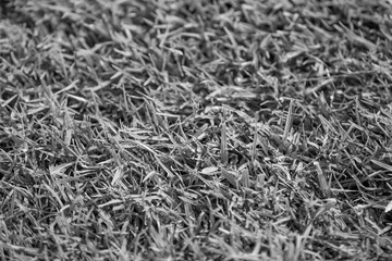 Close up soccer field lines. Background soccer pitch grass football stadium ground view. Stadium field ground grass detail.