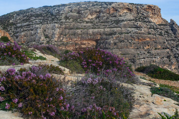 Beautiful cliffs and flowers on the Malta seacost, around famous Blue Grotto destination