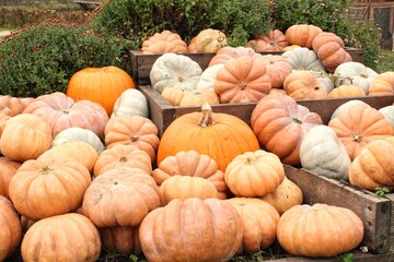 Colourful organic pumpkins on agricultural fair. Harvesting autumn time concept. Garden fall natural plant. Thanksgiving halloween decor. Festive farm rural background. Vegetarian food