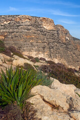 Beautiful cliffs and flowers on the Malta seacost, around famous Blue Grotto destination