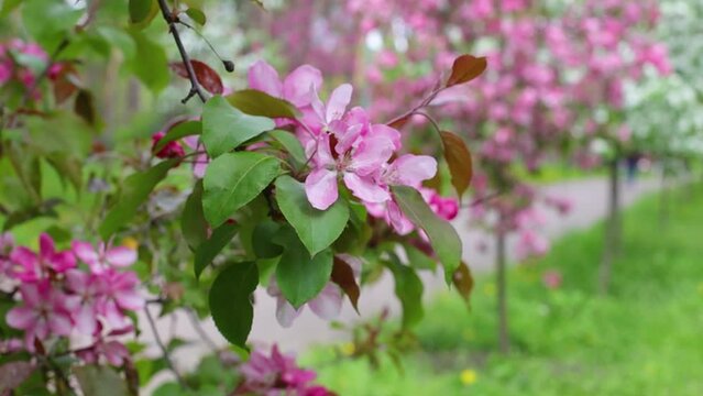 Blooming sakuras in Park in Kyiv