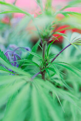 Hanfpflanze Cannabis Hanf anbauen