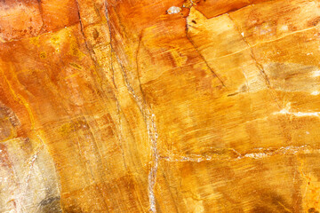 Polished Detail Of A Colorful Petrified Wood (Araucaria)  