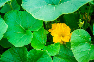 Squash yellow blossom in the garden. Shallow depth of field.