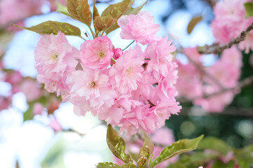 Close-up of a sakura tree branch on a clear sunny day