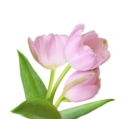 Pink tulip flowers and green leaves in a spring floral arrangement isolated on white or transparent background