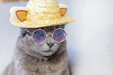 Burmese boss cat with glasses and a straw hat on a gray background. O Doing business. Holidays with animals