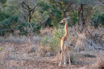 Young baby giraffe in Kruger National Park in South Africa RSA