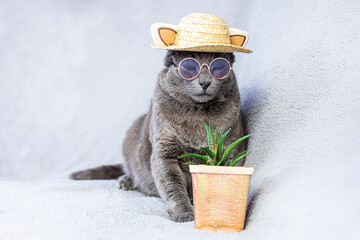 funny Burmese cat with glasses and a straw hat looks down on a gray background with a succulent...