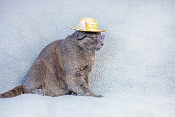 Burmese cat Boss in glasses and a straw hat sits on a gray background. Doing Business. Holidays...