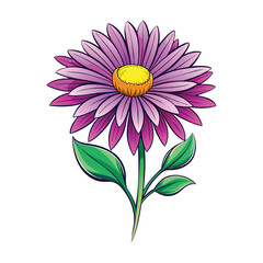 Aster Flower Illustration on White Background