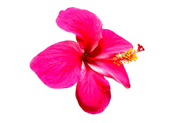 Hibiscus flowers on white background isolated