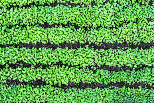 Mustard sprouts appeared in the bed. Mustard is a natural fertilizer