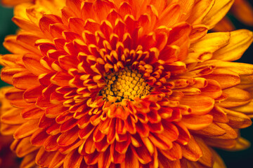 Chrysanthemums blooming with orange flowers in the garden. Selective focus. Shallow depth of field.