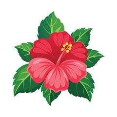 Hibiscus Flower Illustration on White Background