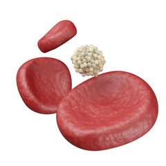 Red blood cells and cholesterol or sugar molecule