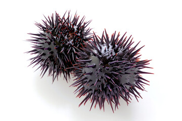 Fresh sea urchins as delicacy isolated on white background close up
