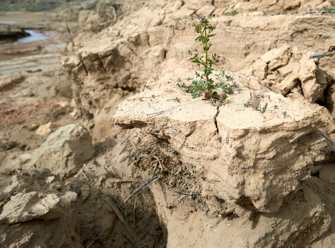 Plant regrowth amidst parched mud cracked by drought