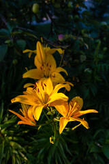 Beautiful blooming yellow lily in the rays of the sun on a dark green background