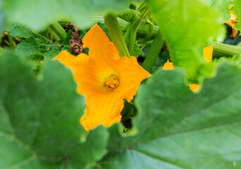 Yellow flower of zucchini with green leaves in the garden in spring
