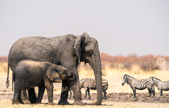 Family of elephants in Etosha National Park, Namibia, Africa