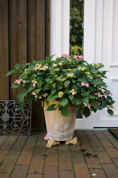 potted hydrangea in front of house