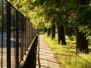 Urban path between fence and trees in the sun, in summer.