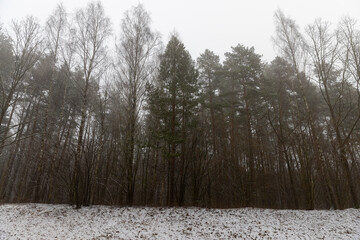 tall old trees in the winter season in the forest - 751250093