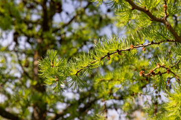 soft green needles on larch in spring, close-up - 751250476
