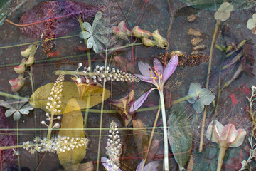 A multiple exposure photograph of different flowers in bloom