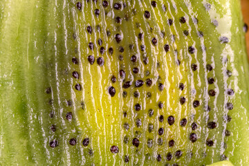 green ripe kiwi fruit on the table - 751251242
