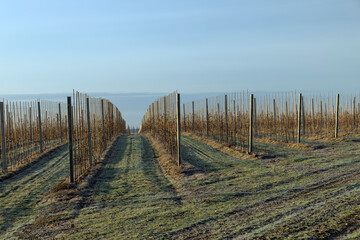 a young apple orchard where trees are planted in rows