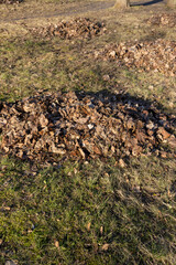 last year's foliage collected in heaps after cleaning in the park