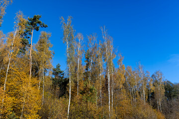Fototapeta na wymiar yellowed foliage on birch trees in the autumn season