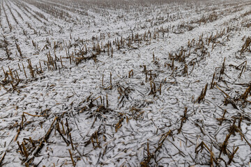 corn lies in the snow after harvesting and snowfall