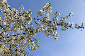 spring garden with cherry blossoms in sunny weather