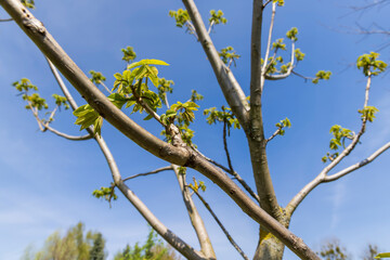 a flowering walnut tree in the spring season, a spring park