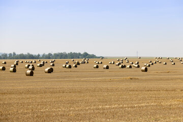 Obraz premium stacks of wheat straw in the field after harvest