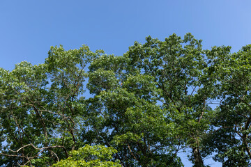 A variety of trees growing in the park