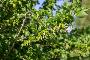 green berries on gooseberry bushes against a blue sky