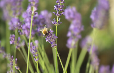lavender flowers blooming in a garden and honey bee collecting pollen