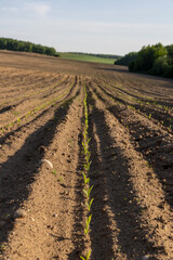 a growing monoculture of sweet corn in sunny weather