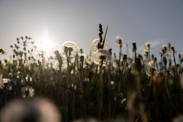 a large number of white dandelions at sunset - 751252855