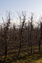 apple orchard with trees during thaw and ice melting