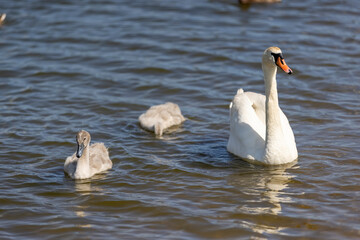 grey chicks of the white sibilant swan with grey down - 751253882