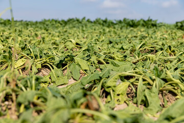 a field with withered beets during heat and drought