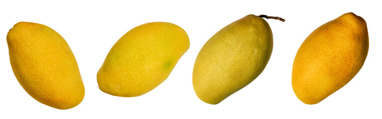 Fresh whole mango fruits isolated on a transparent background, vibrant tropical yellow ripe mangos,...