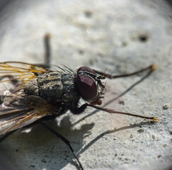 Macro photo of a fly sitting on a concrete wall
