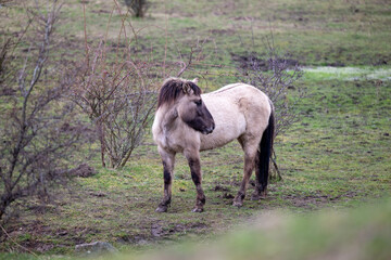 Exmoor-Pony und Konik Pferde im Landschaftspark Nohra